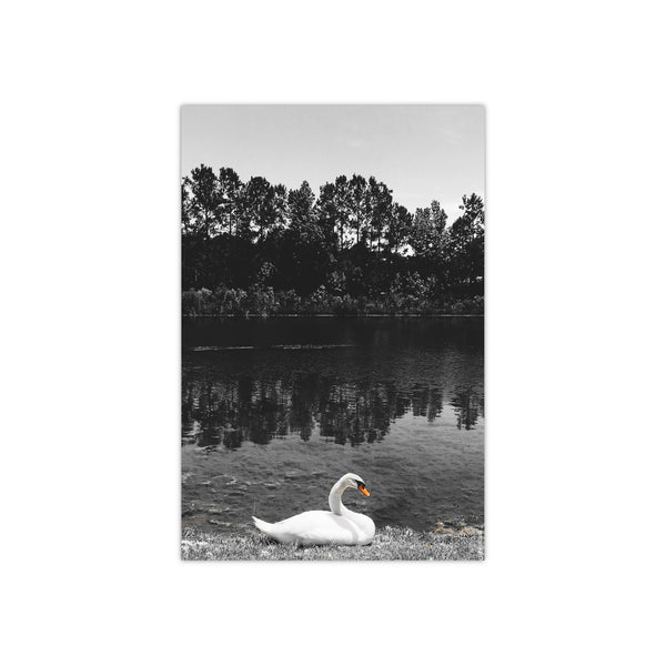 Swan Satin Posters (300gsm)